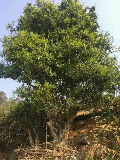 2023年千家寨古樹春茶特點是什么？