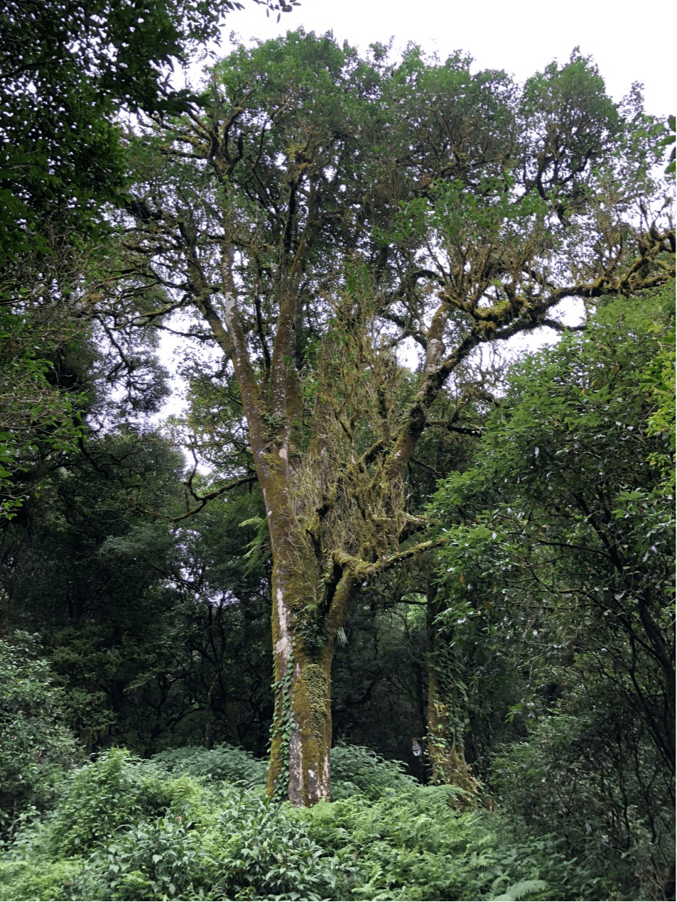 2023年千家寨古樹春茶價格是多少？