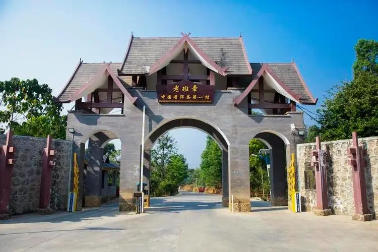 2024年老班章古樹春茶口感是什么？