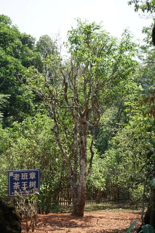 2024年老班章古樹春茶特點是什么？