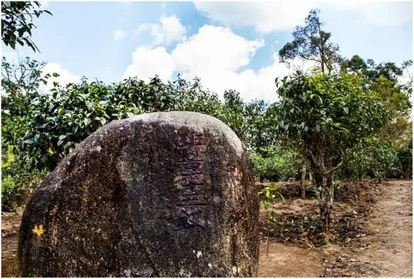 2024年老班章古樹春茶多少一公斤？