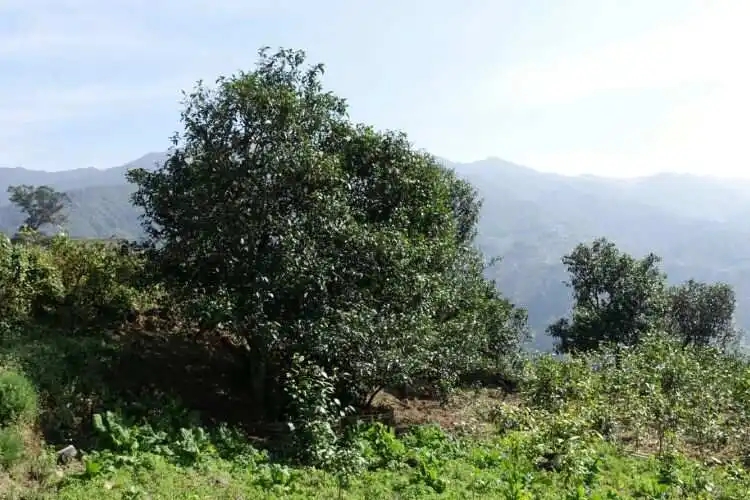 2024年冰島老寨古樹春茶特點是什么？