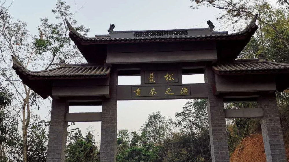 2024年曼松古樹春茶品質(zhì)如何？