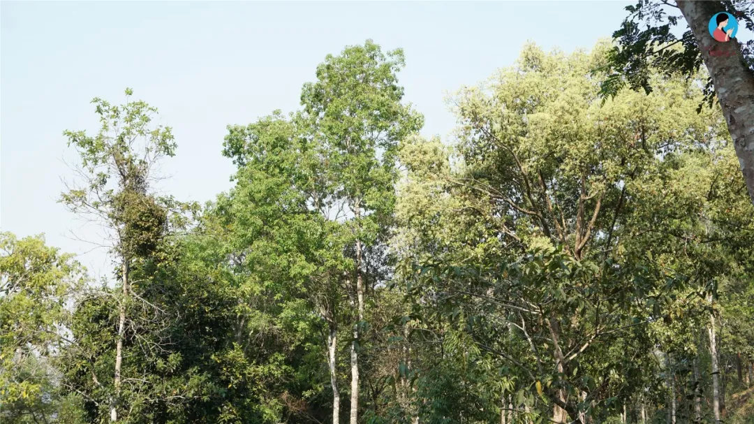 2024年曼松古樹春茶多少錢一公斤？