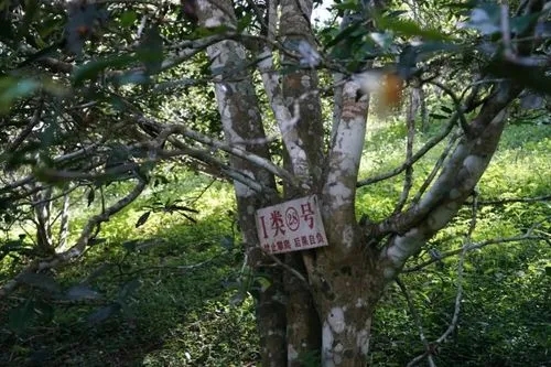 2024年薄荷塘古樹春茶特點是什么？