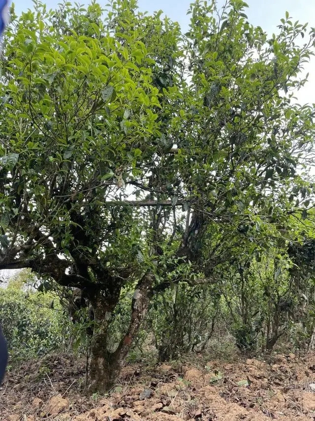 2024年薄荷塘古樹春茶價格是多少？