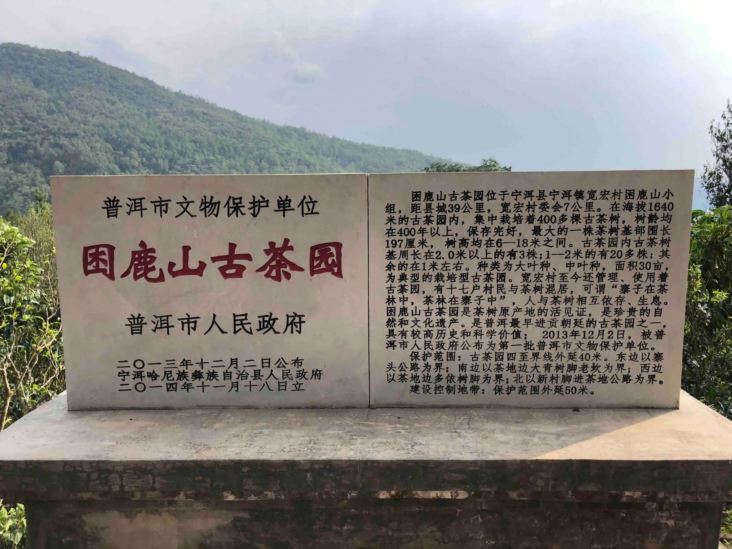 2024年困鹿山古樹春茶品質(zhì)怎么樣？