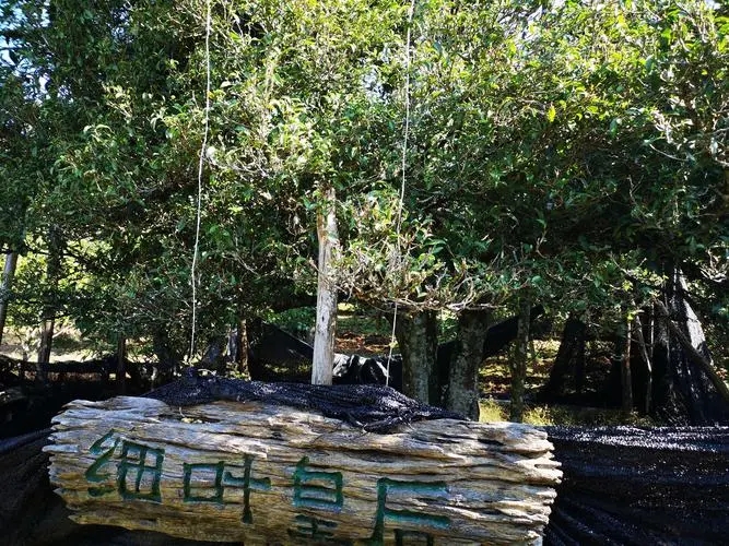 2024年困鹿山古樹春茶口感如何？