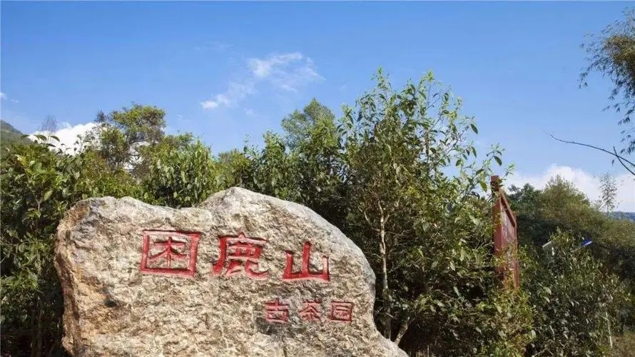 2024年困鹿山古樹春茶特點是什么？