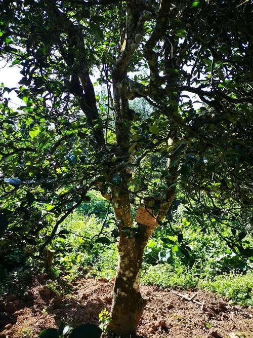 2024年困鹿山古樹春茶多少錢一公斤？