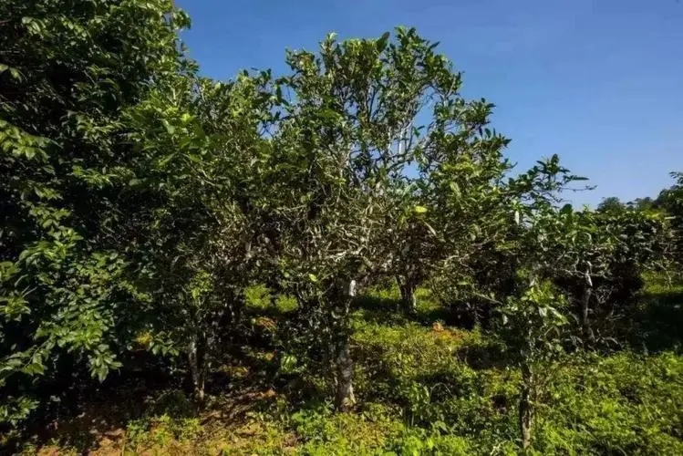 2024年迷帝古樹春茶特點是什么？