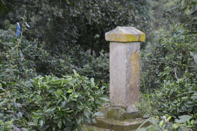 2024年迷帝古樹春茶價(jià)格是多少？