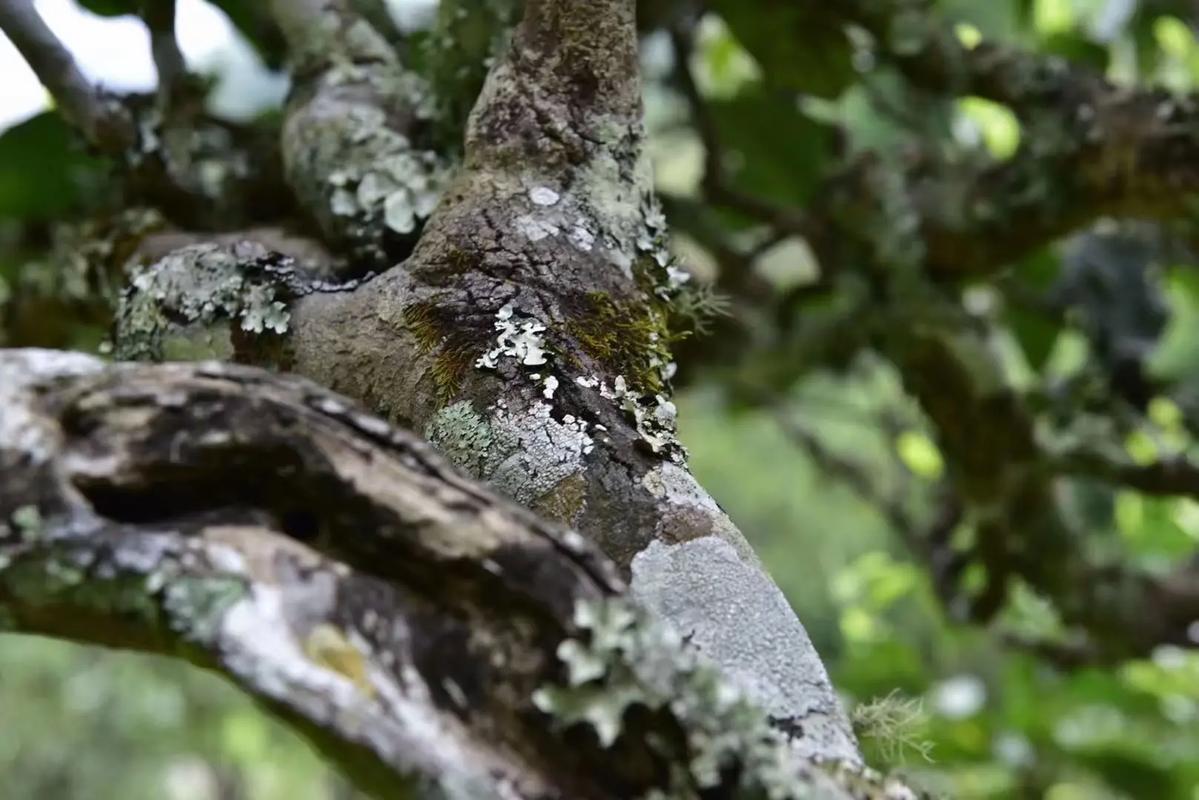 2024年迷帝古樹春茶多少錢一公斤？