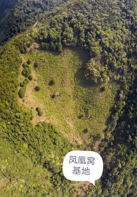 2024年墨江鳳凰窩古樹春茶口感如何？