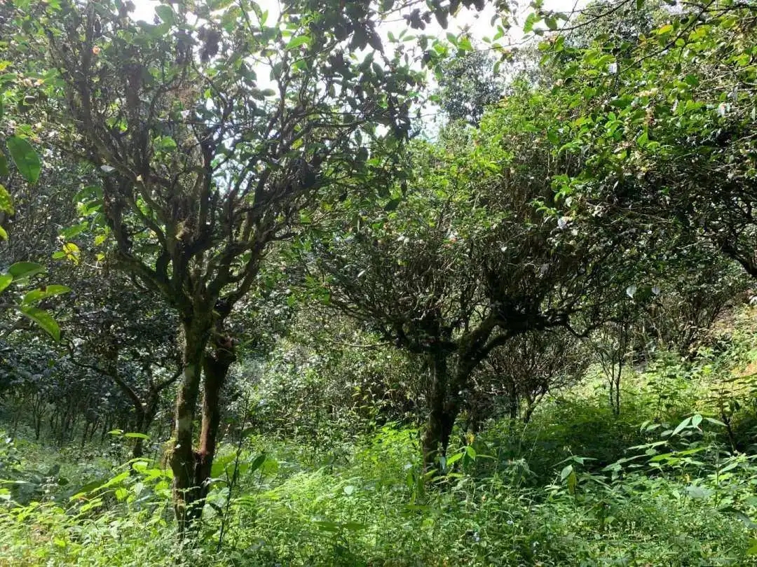 2024年墨江鳳凰窩古樹春茶品質(zhì)怎么樣？