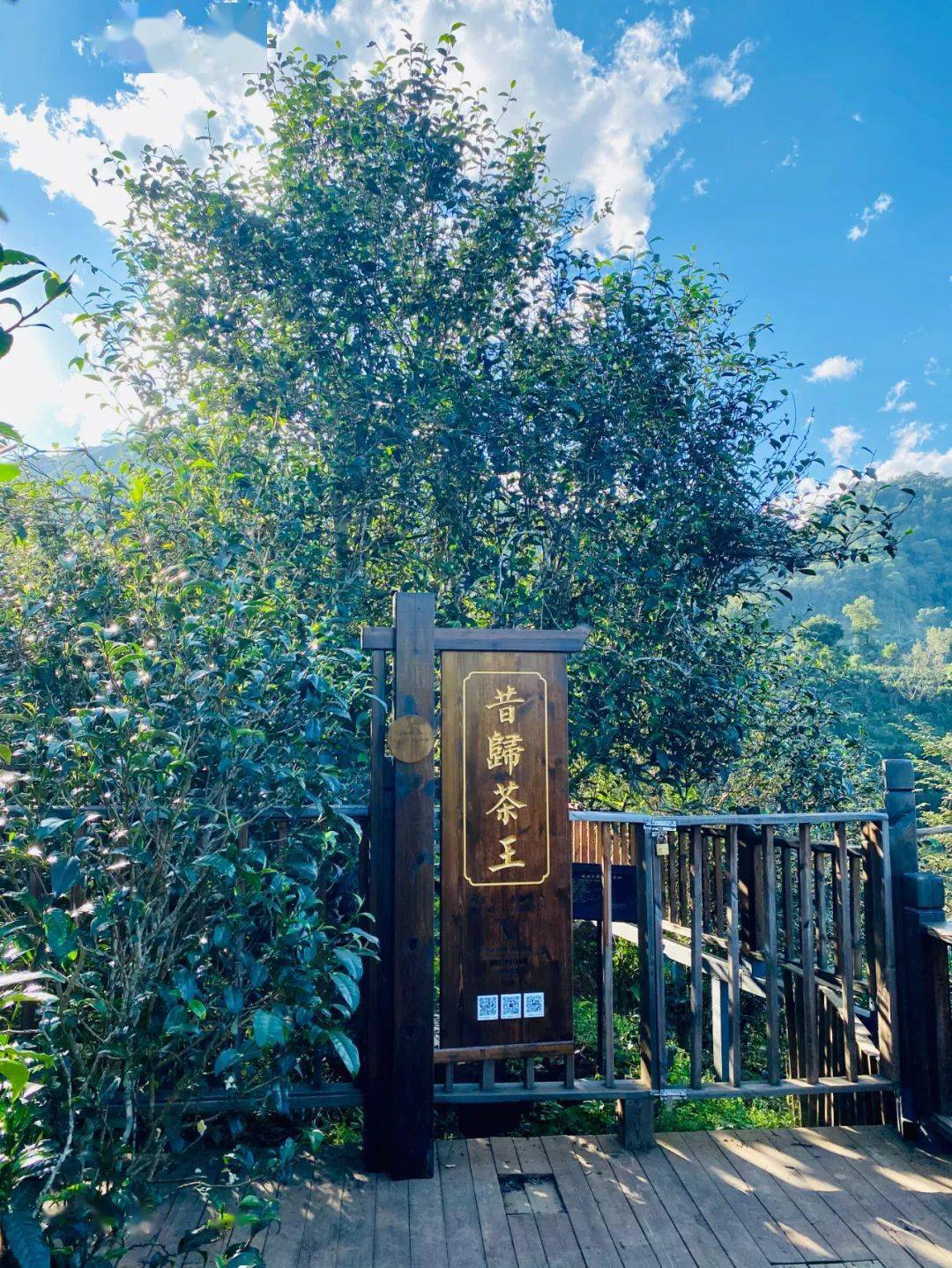 2024年昔歸古樹春茶品質(zhì)如何？