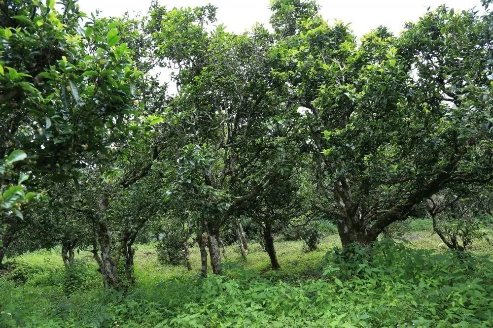 2024年昔歸古樹春茶價(jià)格是多少？