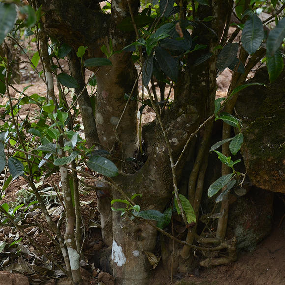 2024年磨烈古樹春茶口感怎么樣？