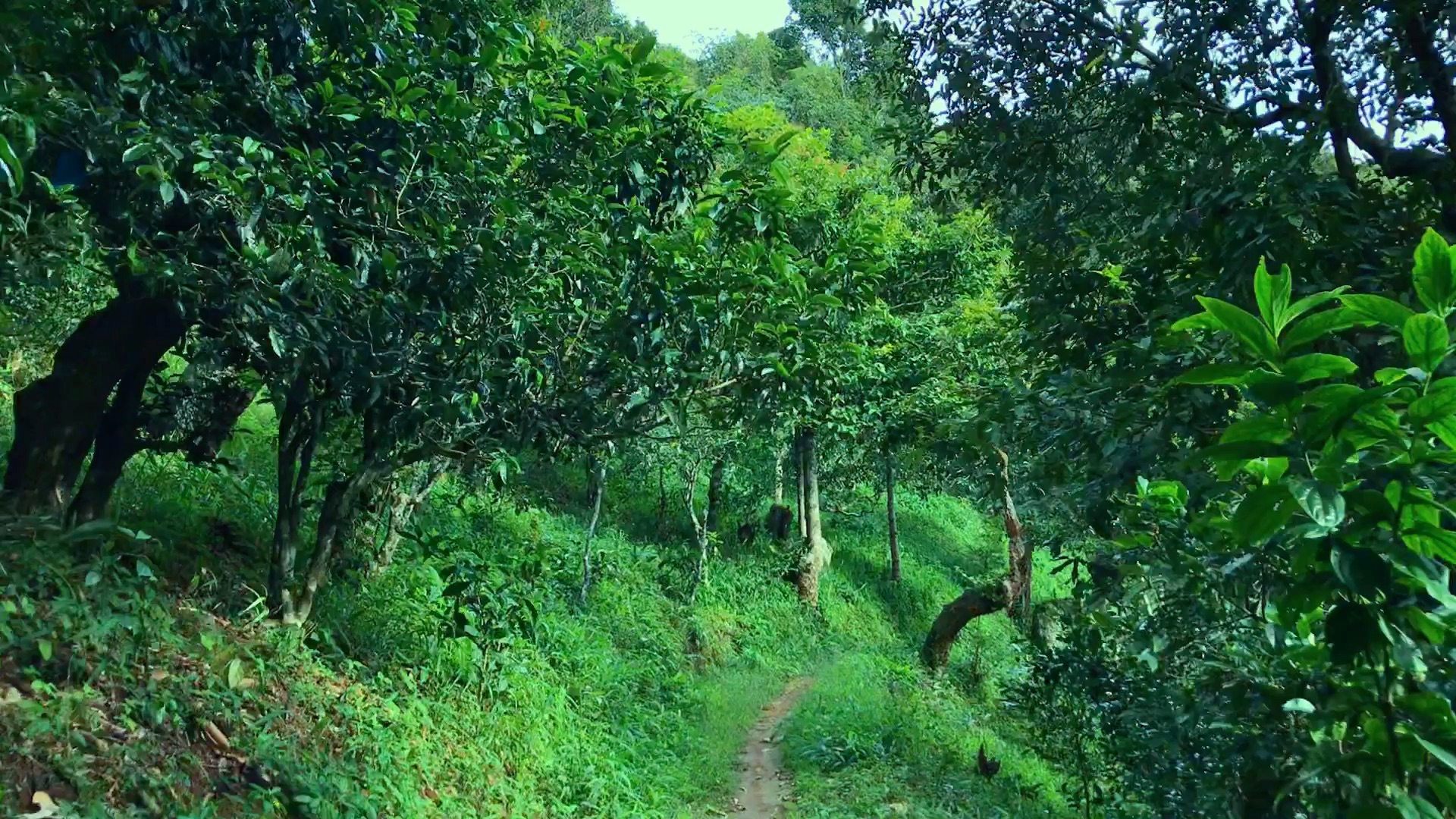 2024年磨烈古樹春茶品質(zhì)如何？