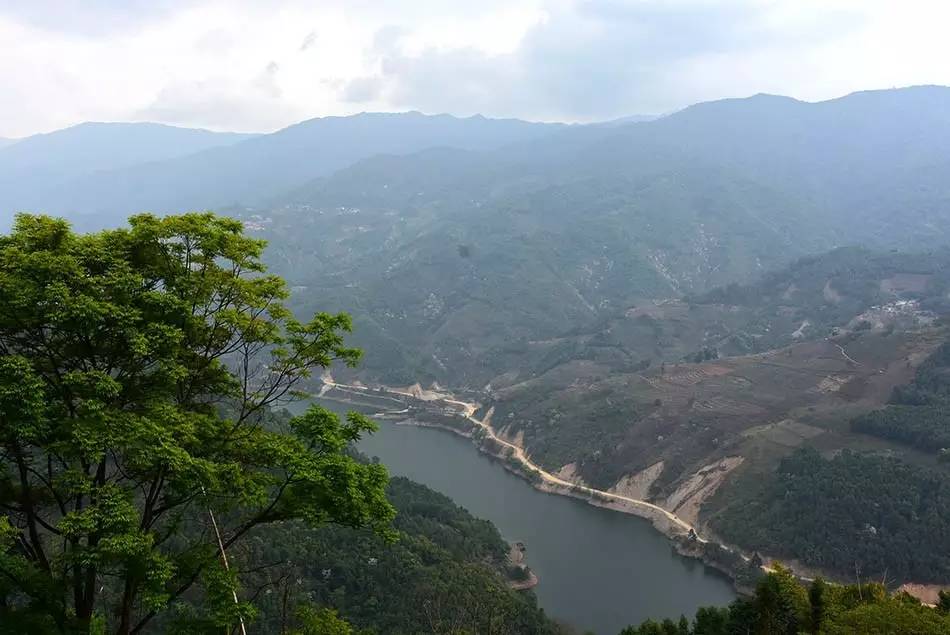 2024年磨烈古樹春茶多少錢一公斤？