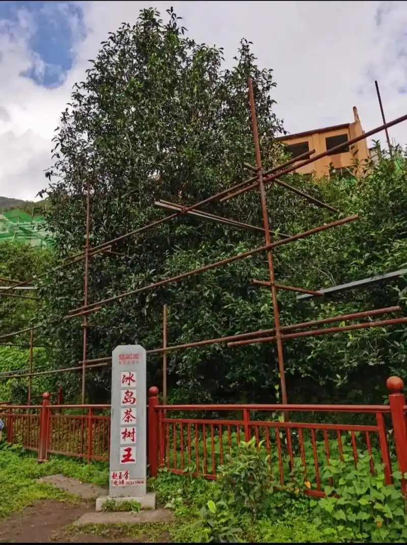 冰島老寨詳細(xì)介紹口感！