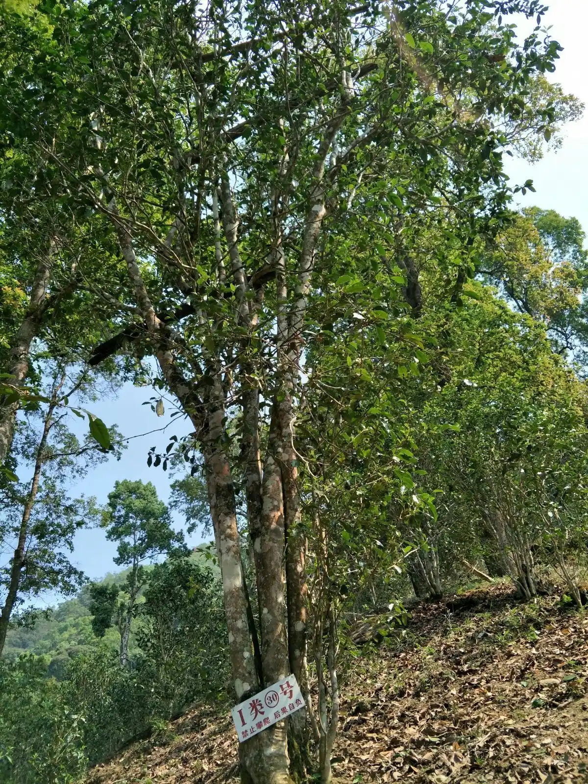 野境王者、普洱巔峰！薄荷塘成為普洱無冕之王的十大原因