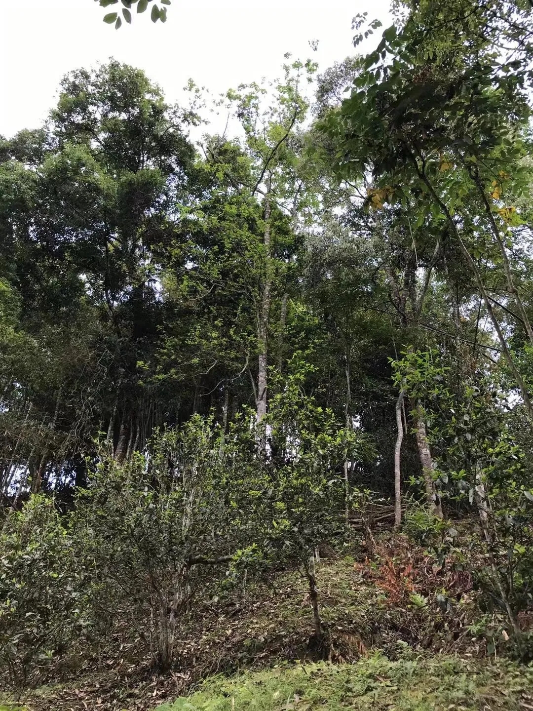 2025年易武古樹春茶口感如何？