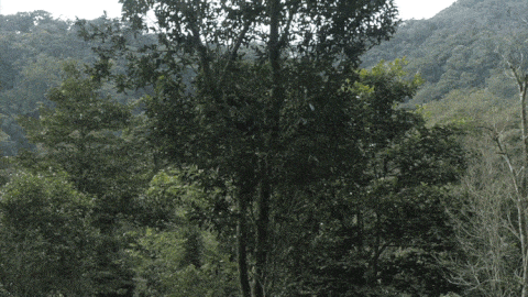 2025年易武古樹春茶價(jià)格是多少？