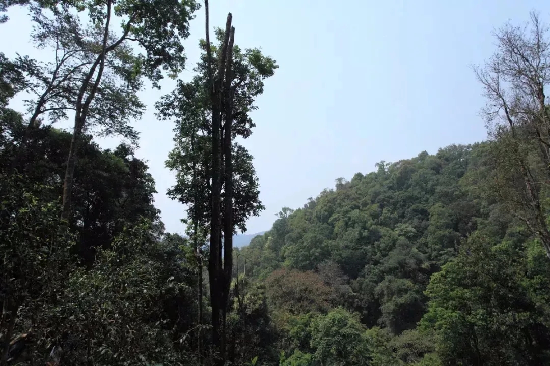 2025年易武古樹春茶多少錢一公斤？