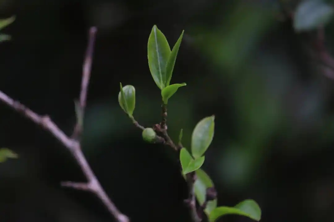 為什么說(shuō)莽枝是古六山中性?xún)r(jià)比最高的?